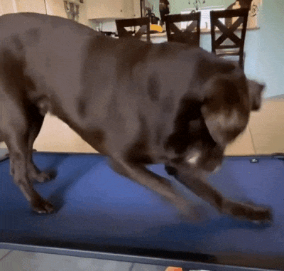 Indestructible elevated dog bed (Chew proof+)