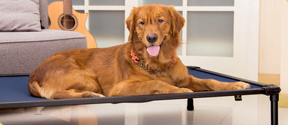 Indestructible elevated dog bed (Chew proof+)