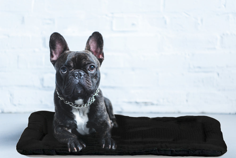 chew proof crate pad