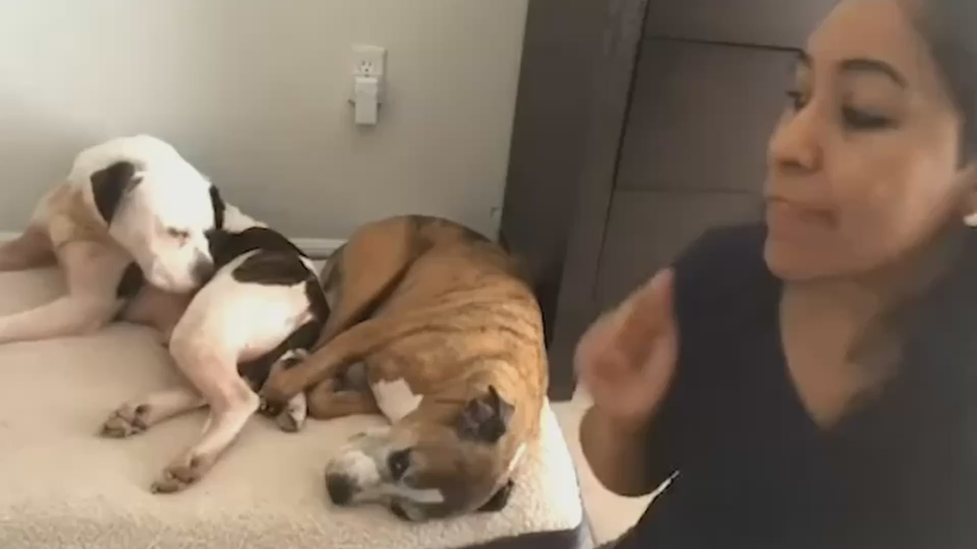 Load video: unchewable dog bed with warranty